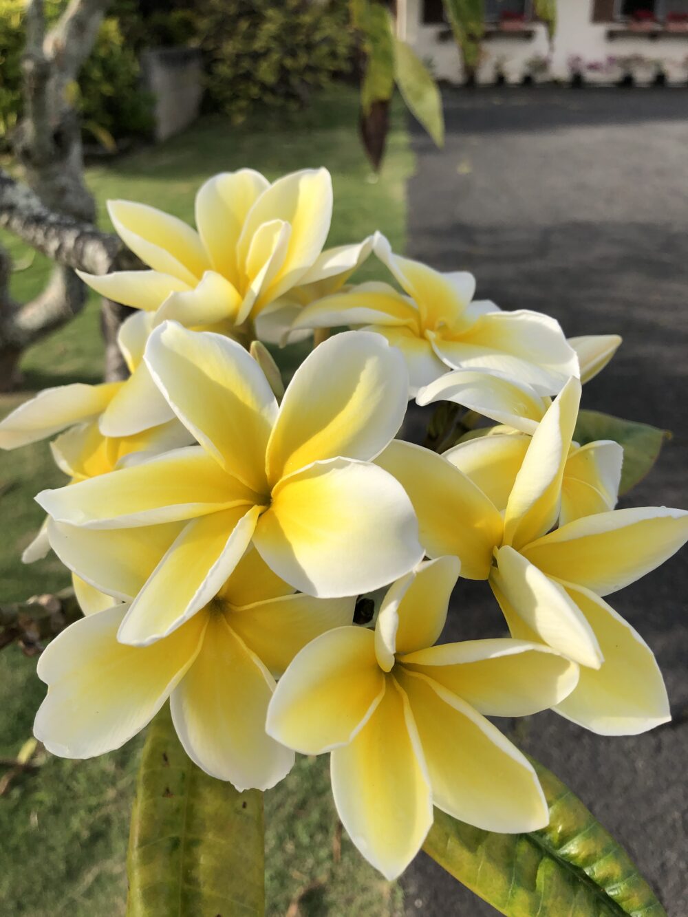 プルメリアの花